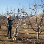 Gardener pruning fruit trees during winter in California orchard